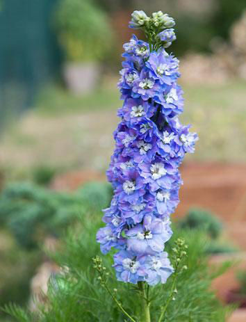 Larkspur