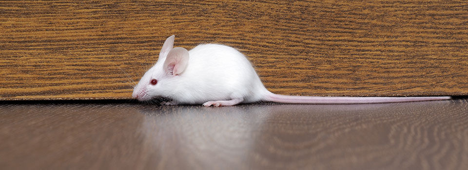 A mouse laying on a wood floor