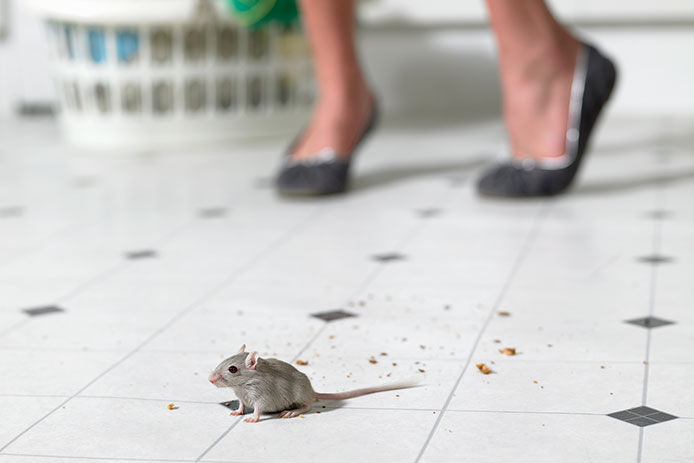 8 Ways to Keep Mice Out of the House in Winter