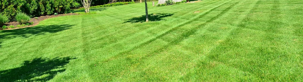 freshly manicured lawn