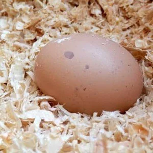 Pine or Cedar Shavings
