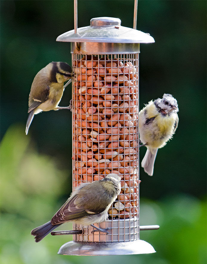 Three birds eating at a bird seed tower